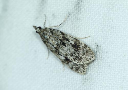 Réf. 268 396 : Scoparia basistrigalis